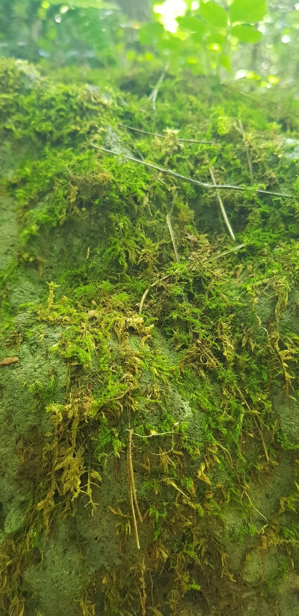 20180802_103703.jpg?type=w966