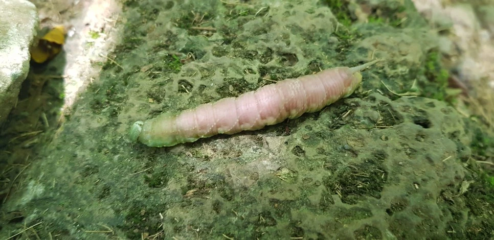 20180802_103728.jpg?type=w966