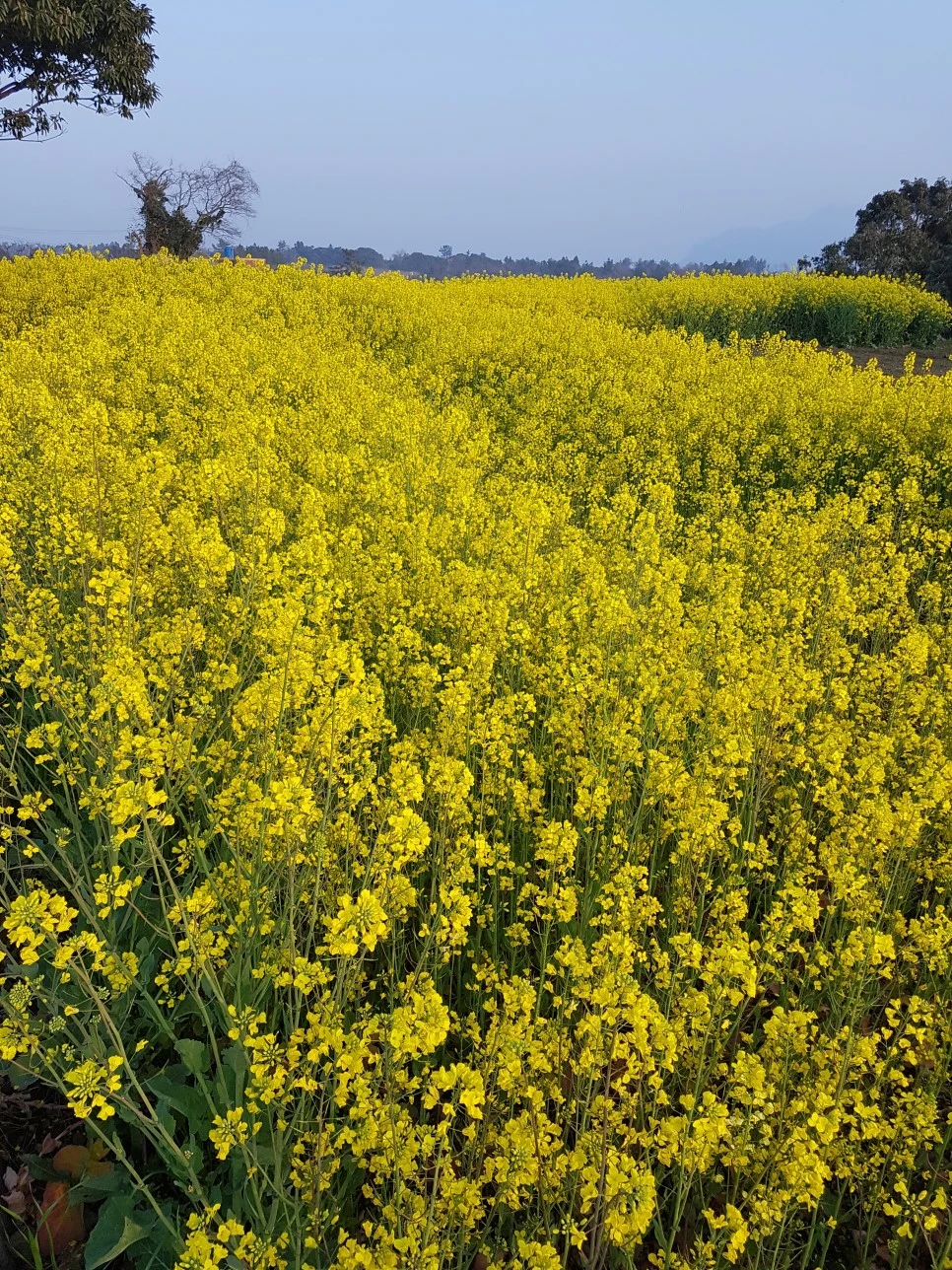 20170329_180024.jpg?type=w966