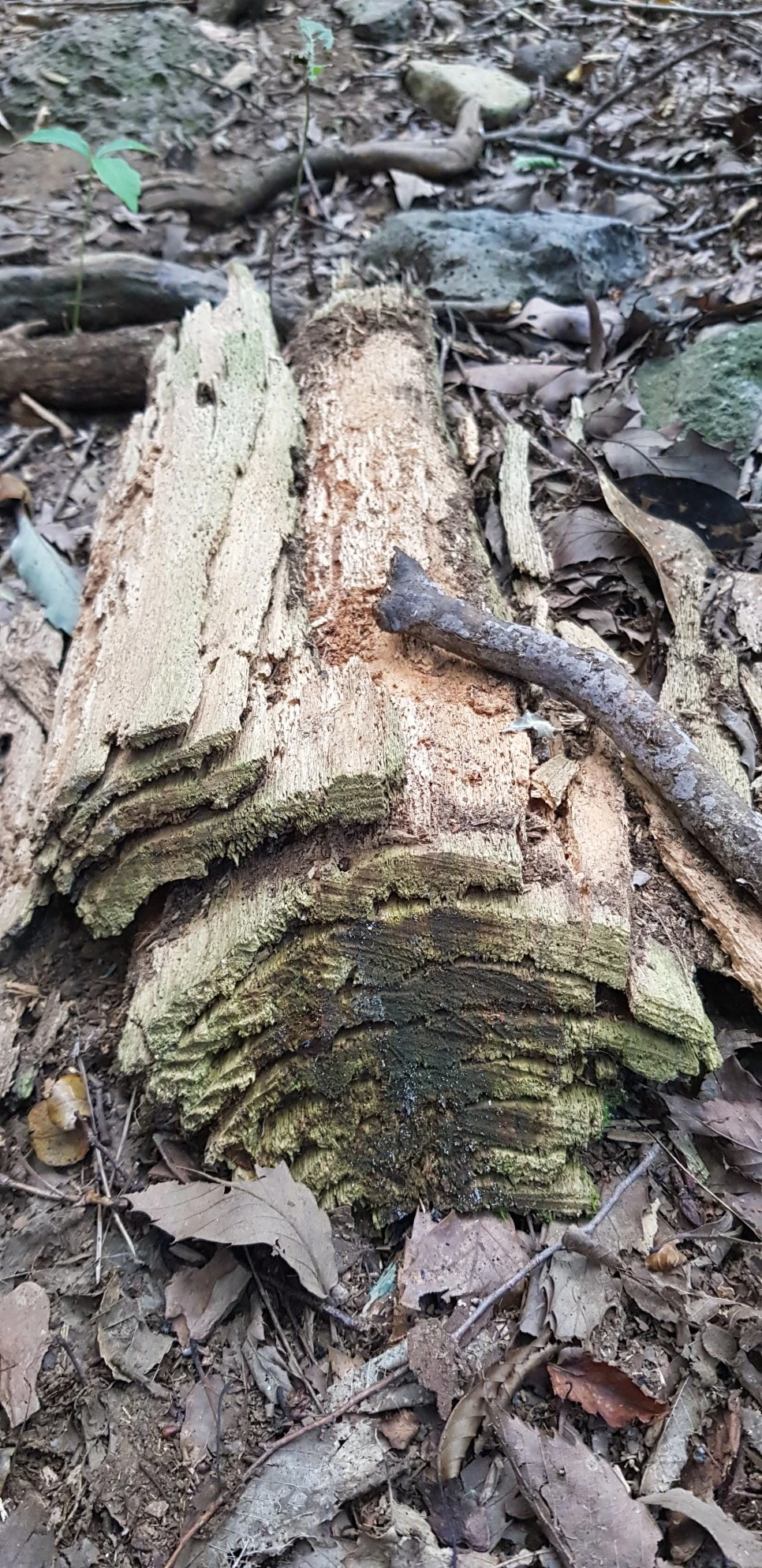 20180802_110527.jpg?type=w966