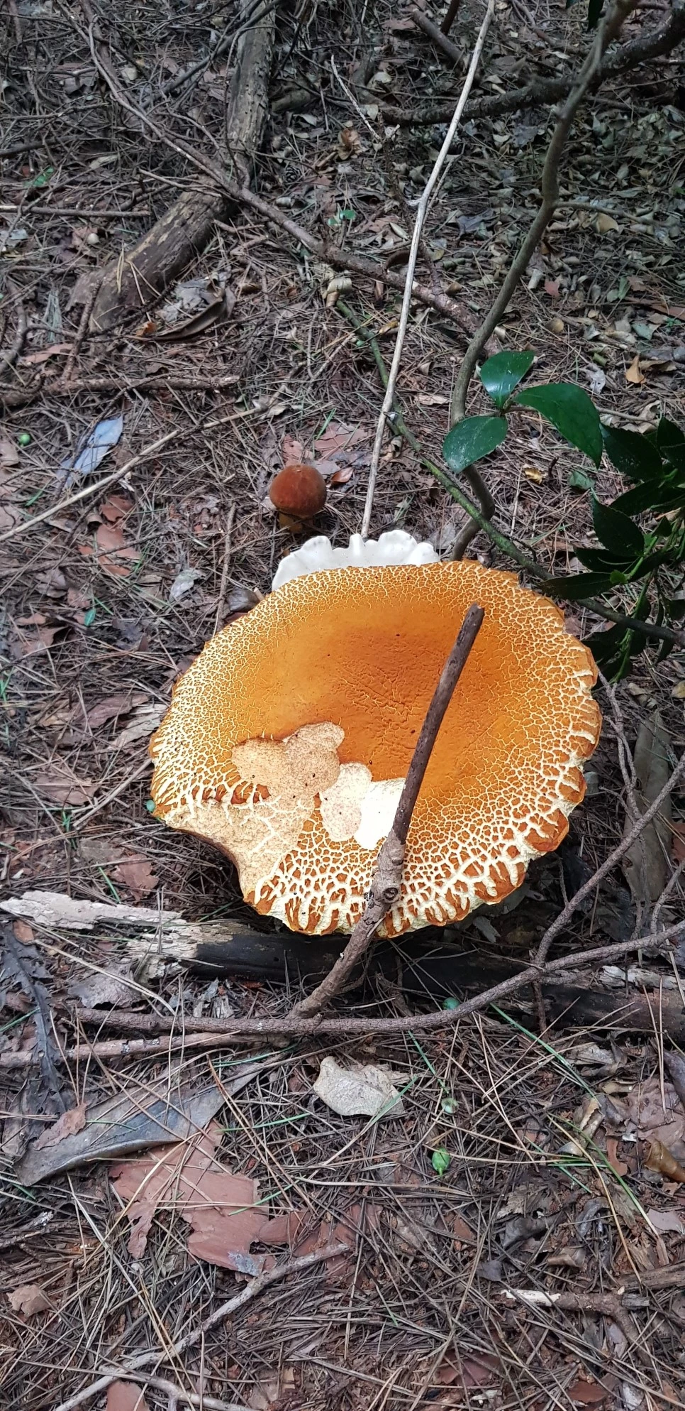 20180802_113158.jpg?type=w966