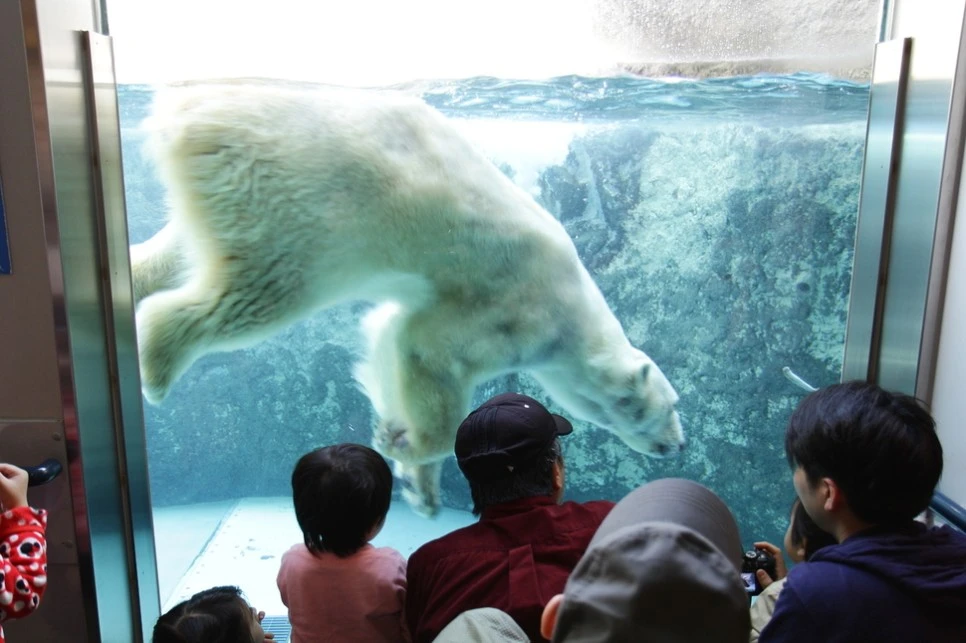 북극곰_아사히야마.jpeg