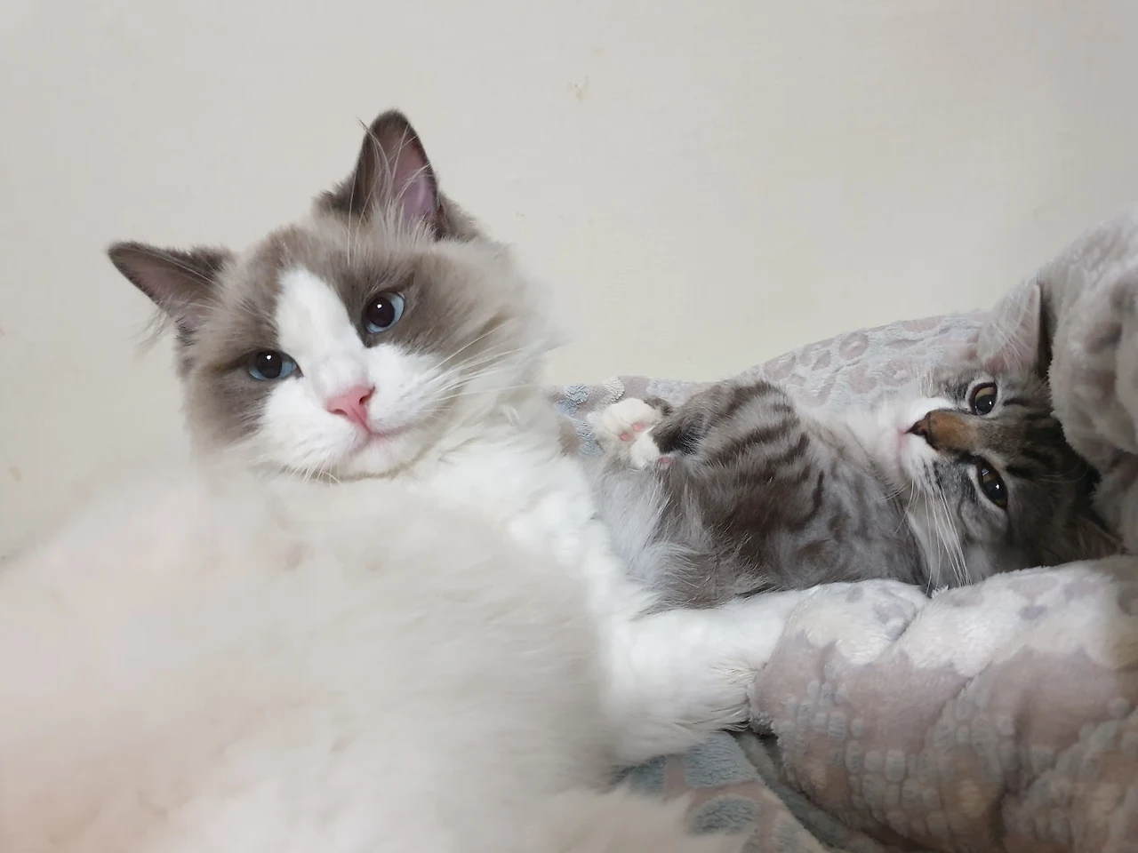 ErqPM-_SPeyqDRutzDWaBAPjPgHNljlreWPyFNL3qRgsYX88A50JYRvmDEDObwRl21KneP66uMGYFTZ0qic6_EUZmh1aLSkW1n2QMpH1TGzGm61XgjwN2I1B8eUt-02sXr0bG_b7