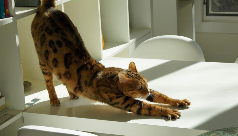 SE-ea1b0d9b-1d97-483a-97d7-0f62f97cdc5f.png?type=w773