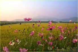 가을들판images.jfif