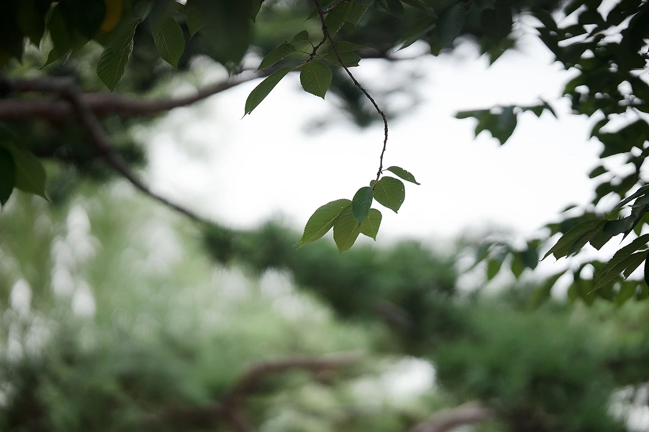 %EC%84%A0%EC%9C%A0%EB%8F%84_%EC%9E%8E1.jpg?type=w1600