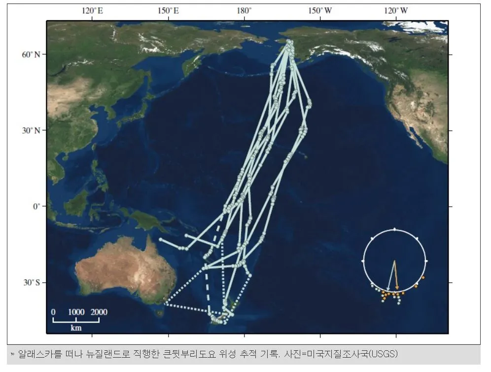 큰멧부리도요 비행기록.JPG