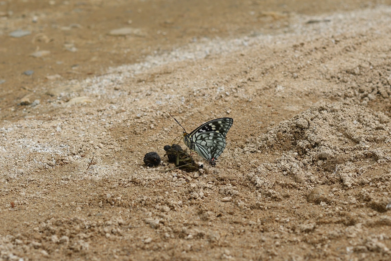 220620 가정리 왕오색나비 변 (5).JPG