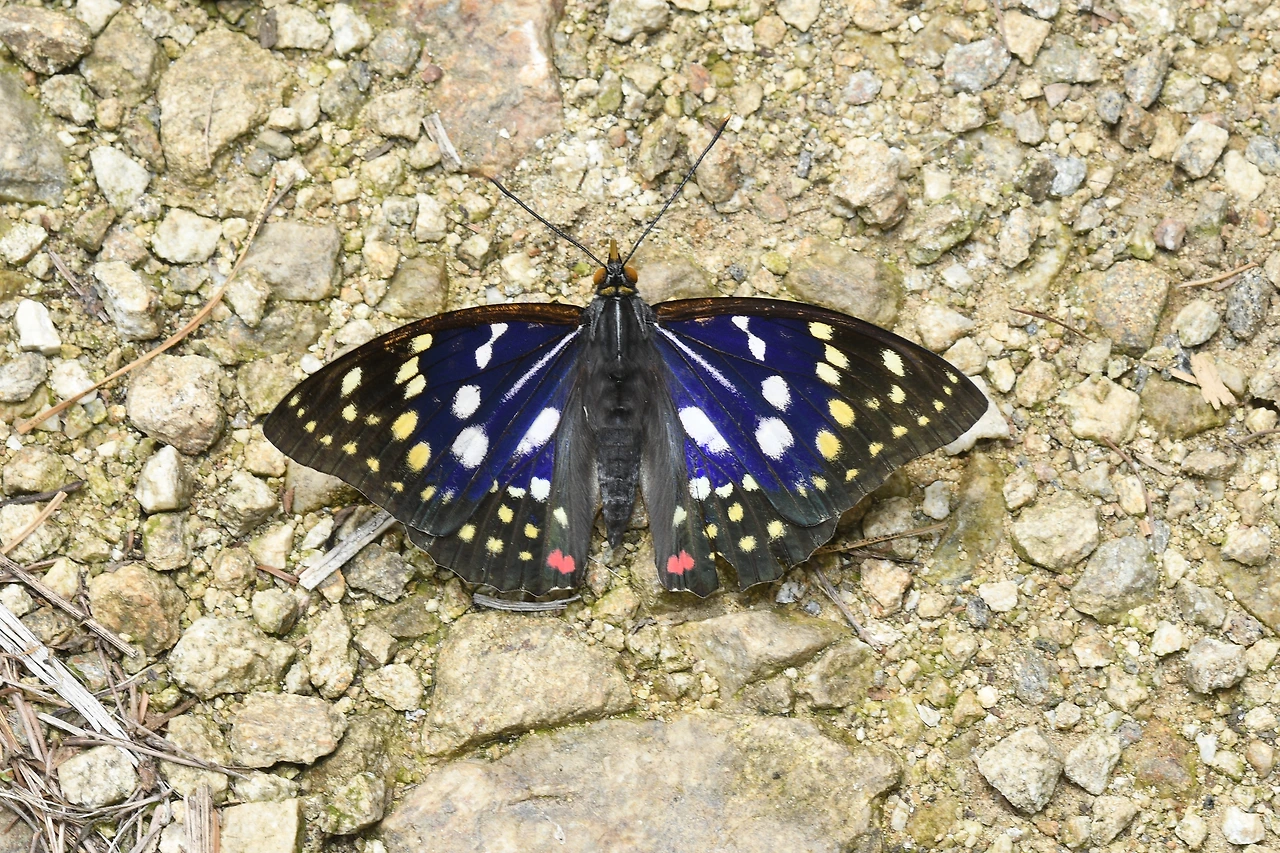 220620 가정리 왕오색나비 (90).JPG