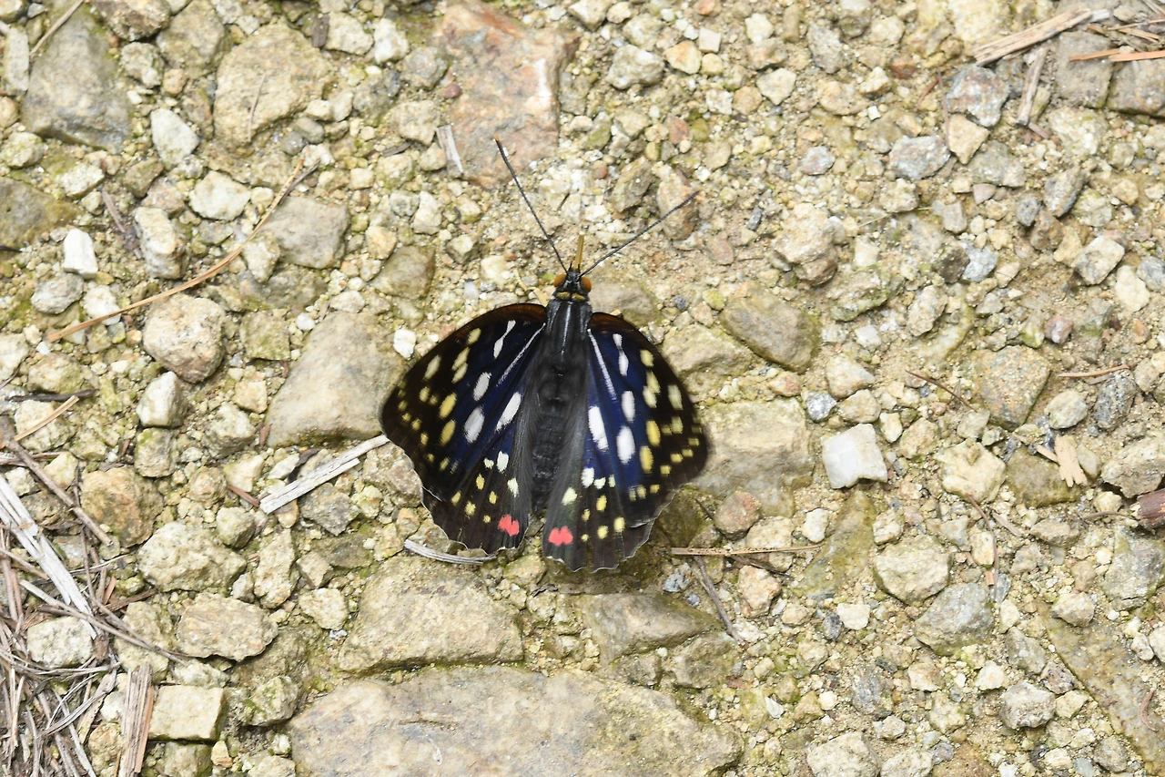 220620 가정리 왕오색나비 (84).JPG
