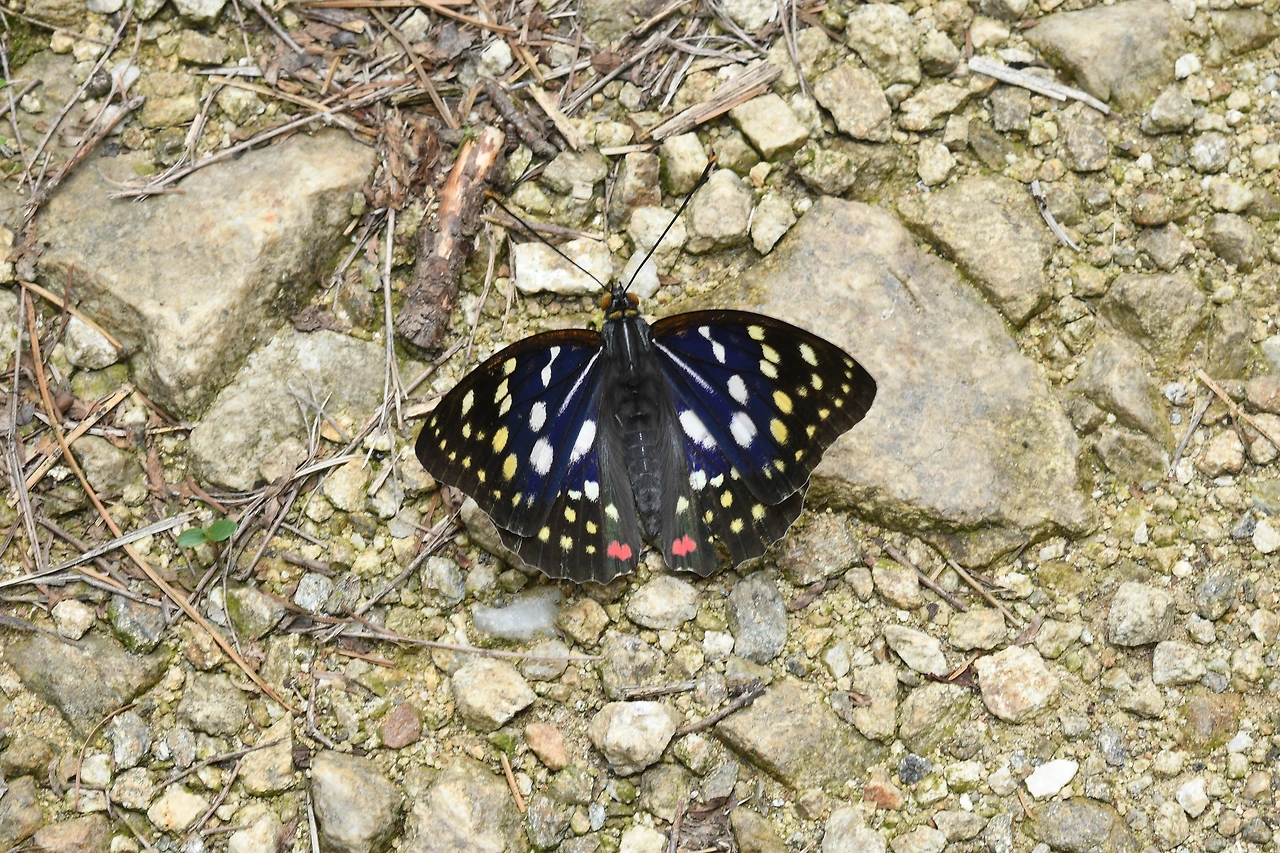 220620 가정리 왕오색나비 (81).JPG