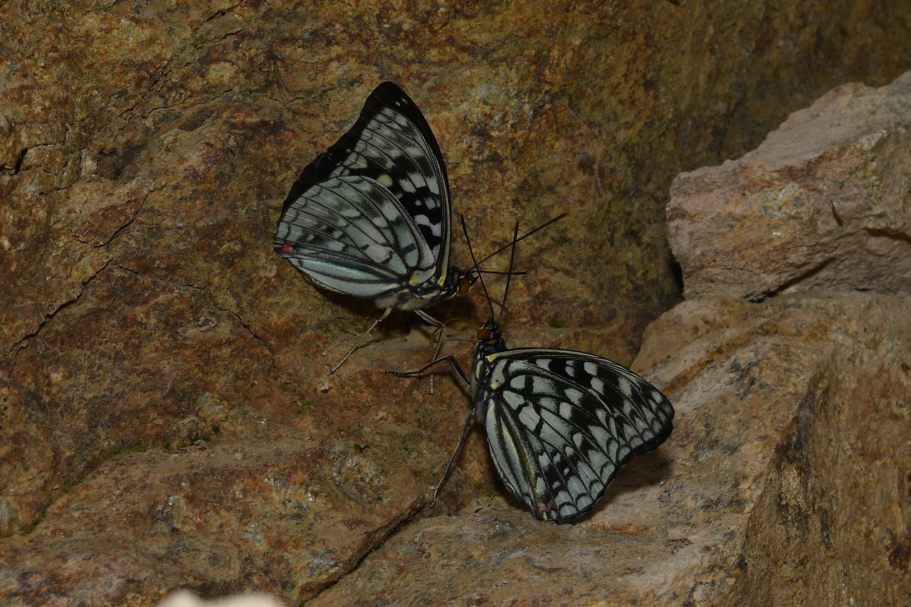220620 가정리 왕오색나비 (29).JPG