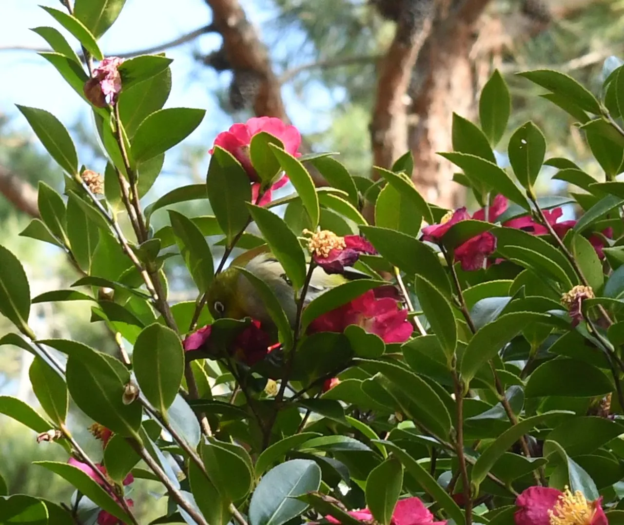 신안 동박새.JPG