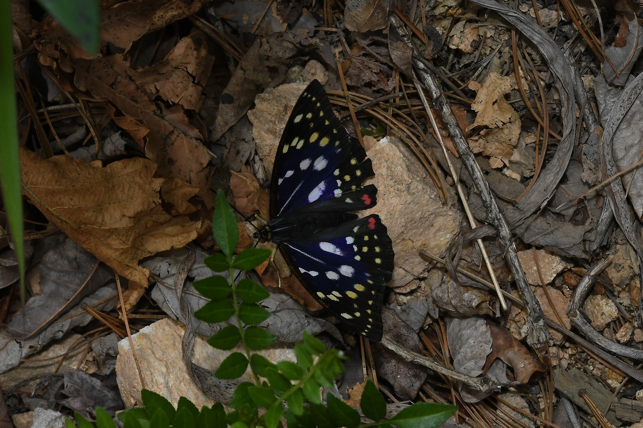 220620 가정리 왕오색나비 (42).JPG