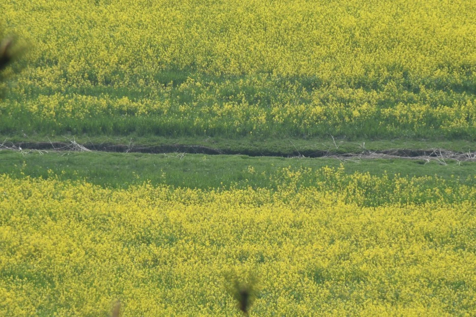 DSC_4047.JPG?type=w1