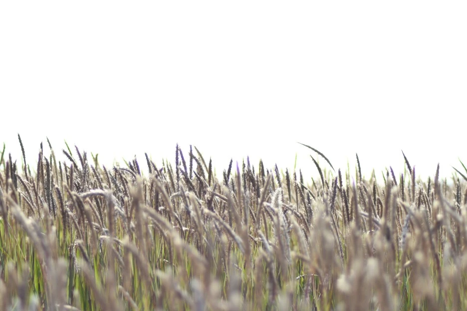 DSC_4194.JPG?type=w1