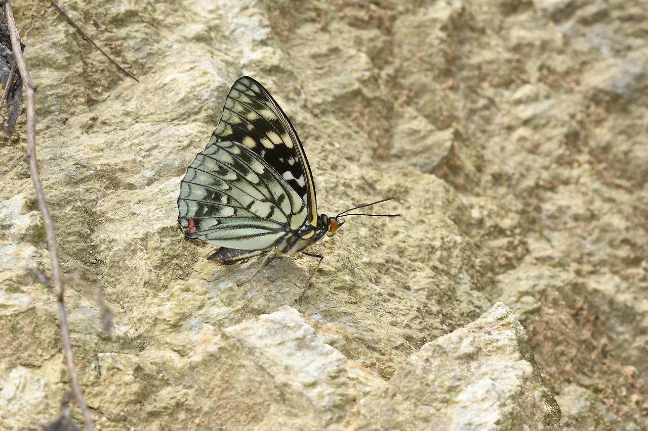 220620 가정리 왕오색나비 (3).JPG