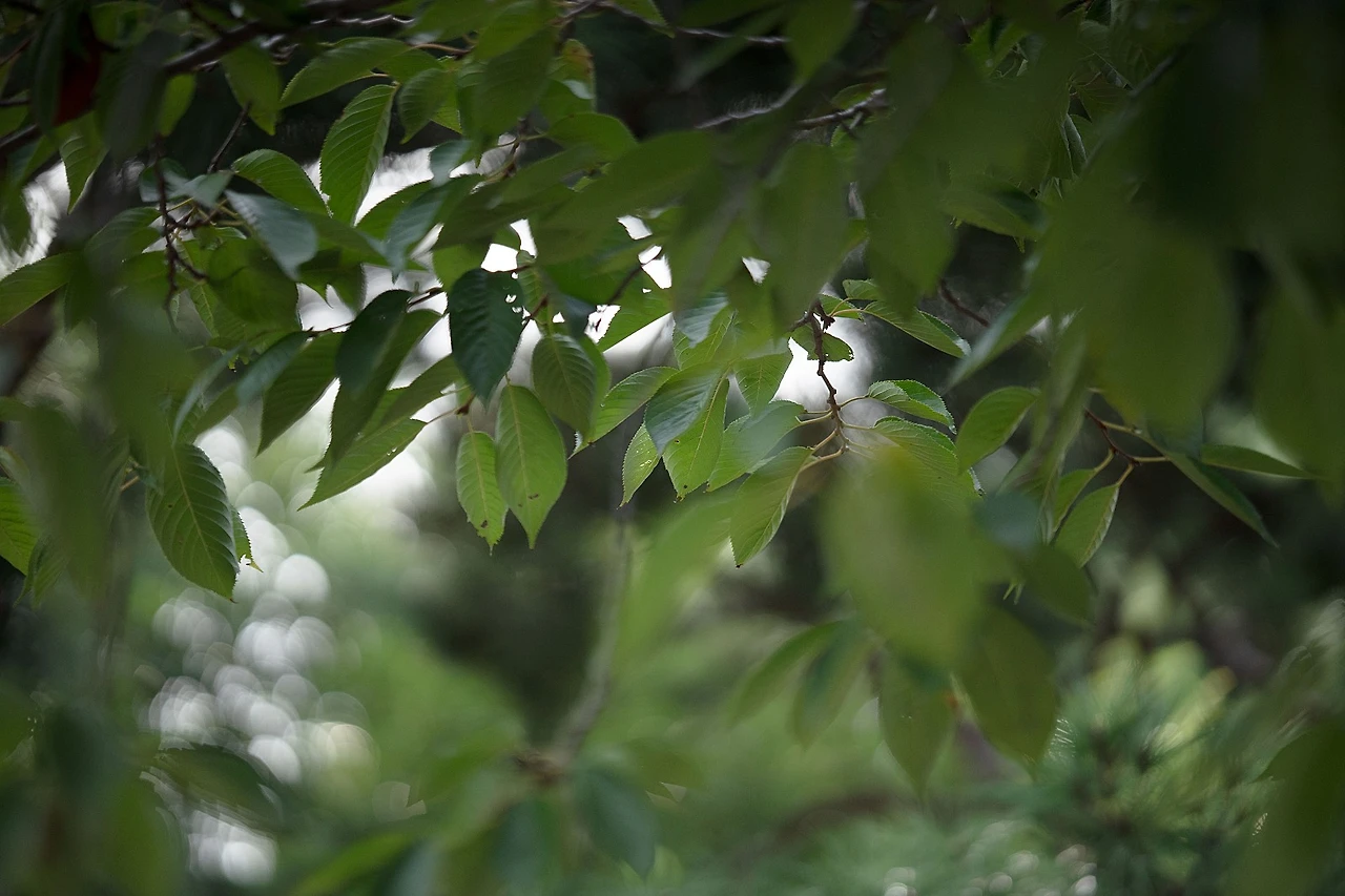 %EC%84%A0%EC%9C%A0%EB%8F%84_%EC%9E%8E2.jpg?type=w1600