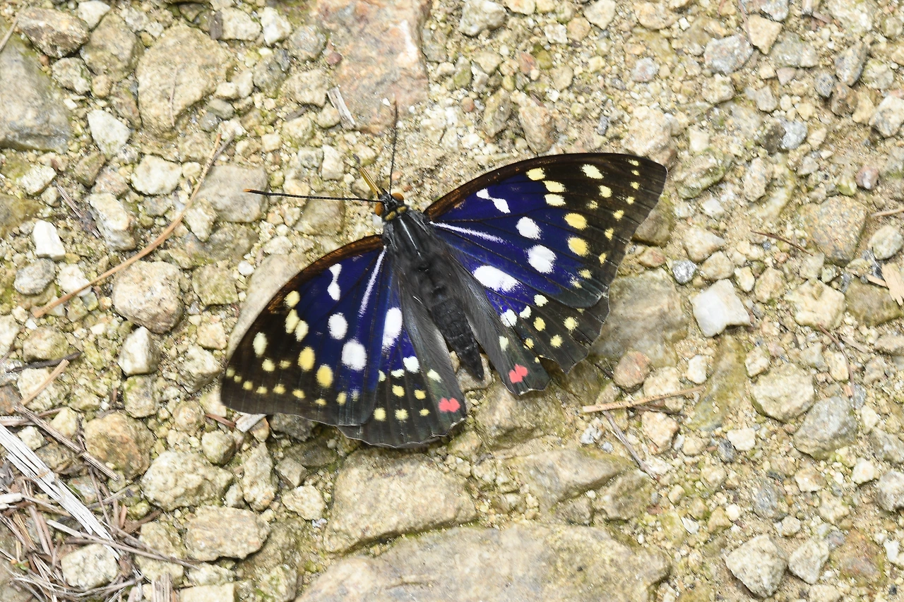 220620 가정리 왕오색나비 (96).JPG