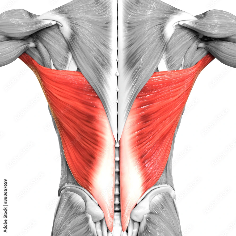 Latissimus Dorsi Muscle).jpeg