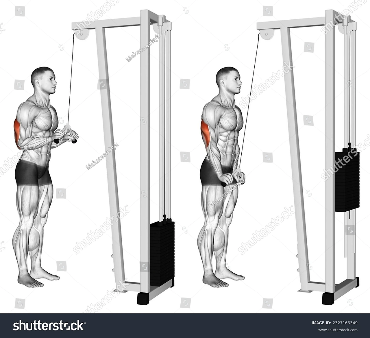 triceps-pushdown-v-bar-attachment-upper-arms-exercise-2327163349.jpeg