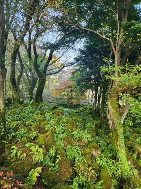 1731331733459.jpg?type=w466