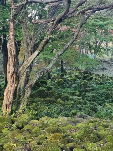 1731331773818.jpg?type=w466