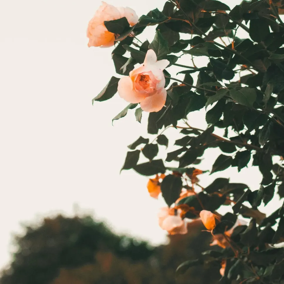 SE-b4456f39-025d-41a9-a54a-ce5b516c23b3.jpg?type=w966