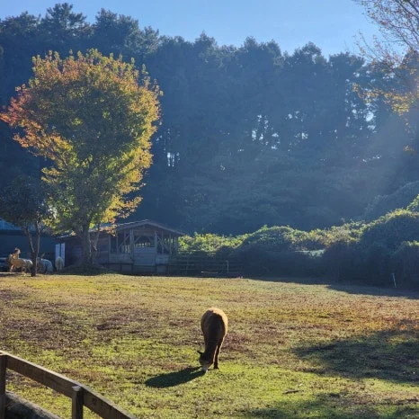 1731331503659.jpg?type=w466