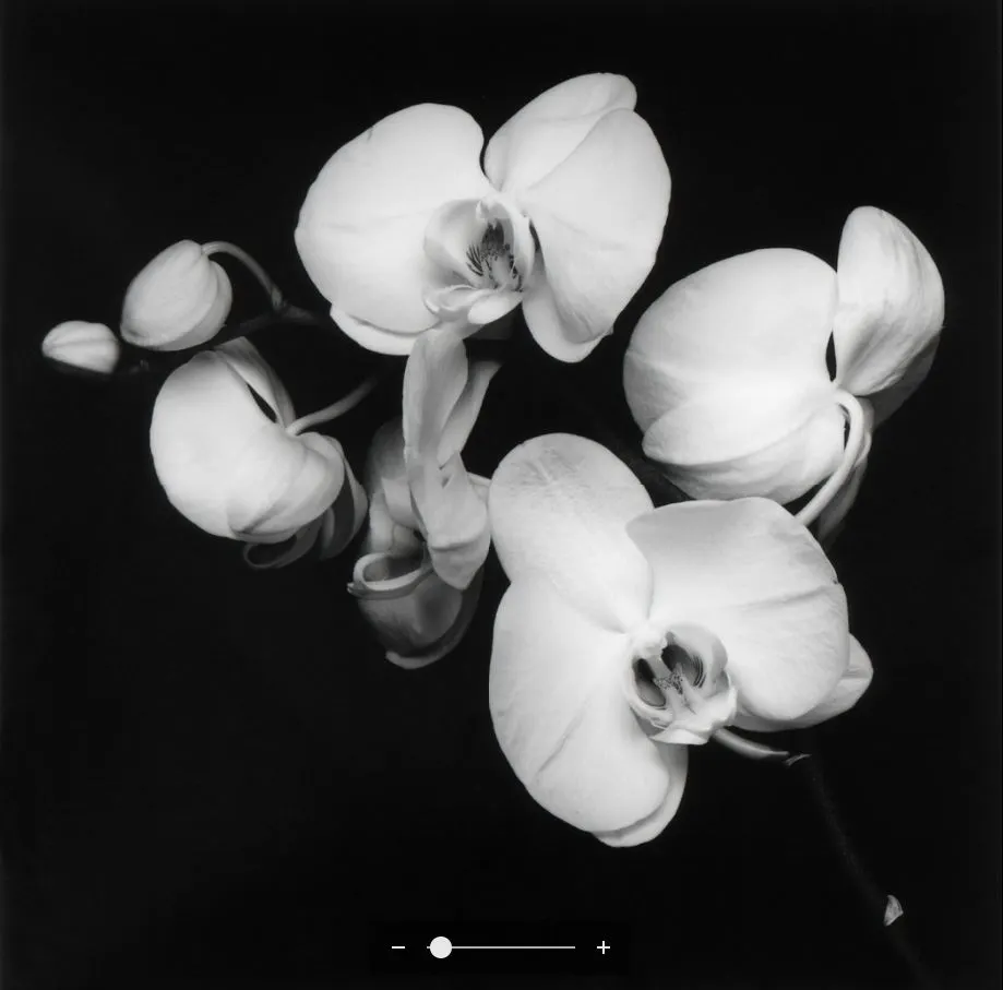 orchids.JPG