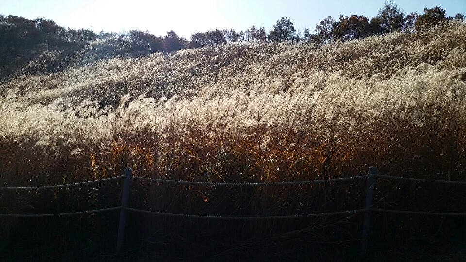 P20151025_114418000_C17AA387-C603-46FD-89AE-FC478FB3EF75 (1).JPG