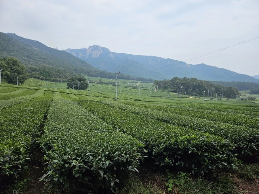 20241008%EF%BC%BF122345.jpg?type=w966