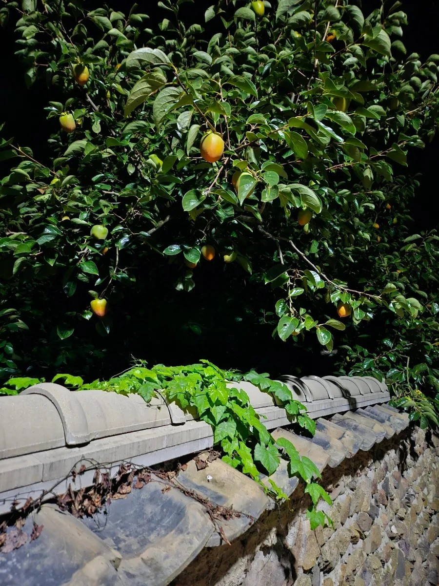 20241002%EF%BC%BF211005.jpg?type=w966