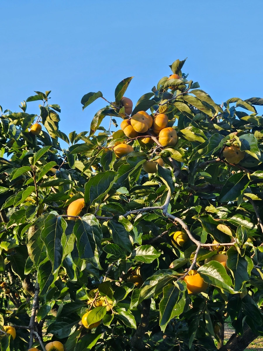 20241024%EF%BC%BF164317.jpg?type=w966