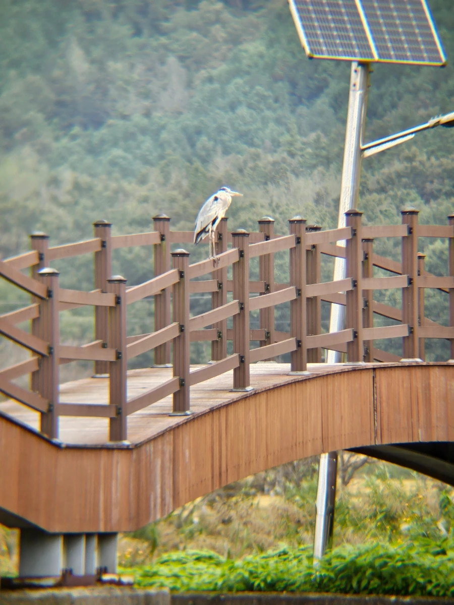 20241021%EF%BC%BF131015.jpg?type=w966