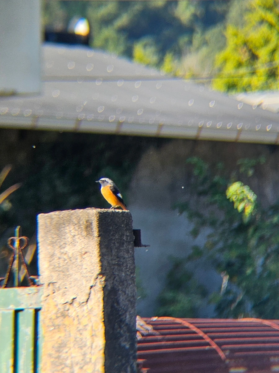 20241024%EF%BC%BF154611.jpg?type=w966