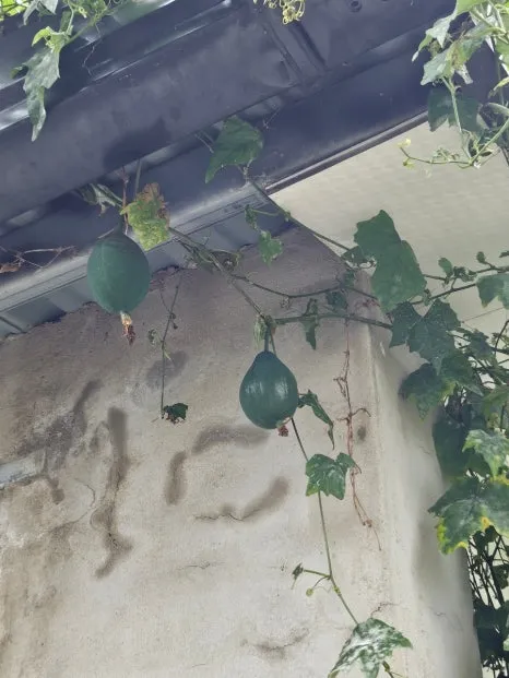 20241007%EF%BC%BF122047.jpg?type=w466