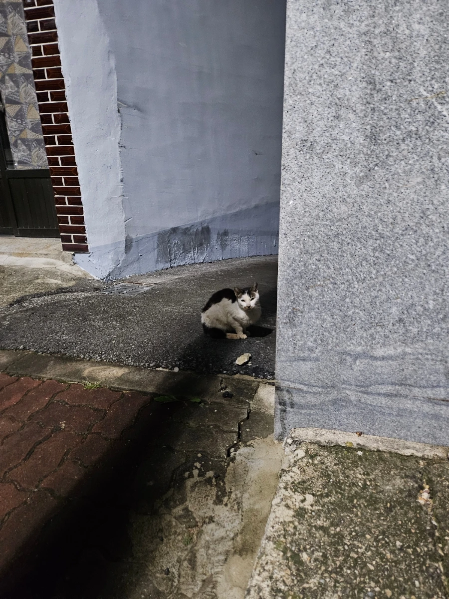 20241007%EF%BC%BF192636.jpg?type=w966