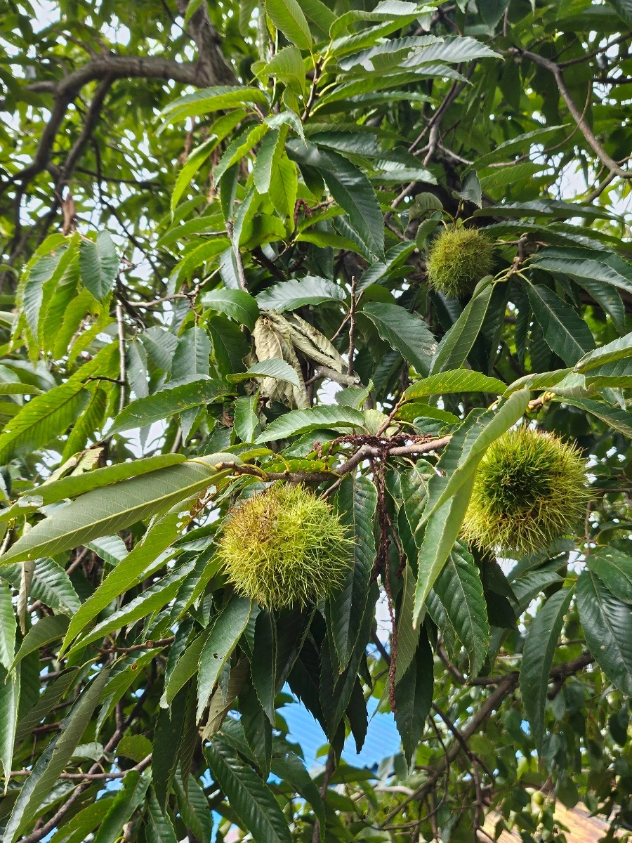 20241003%EF%BC%BF145459.jpg?type=w966