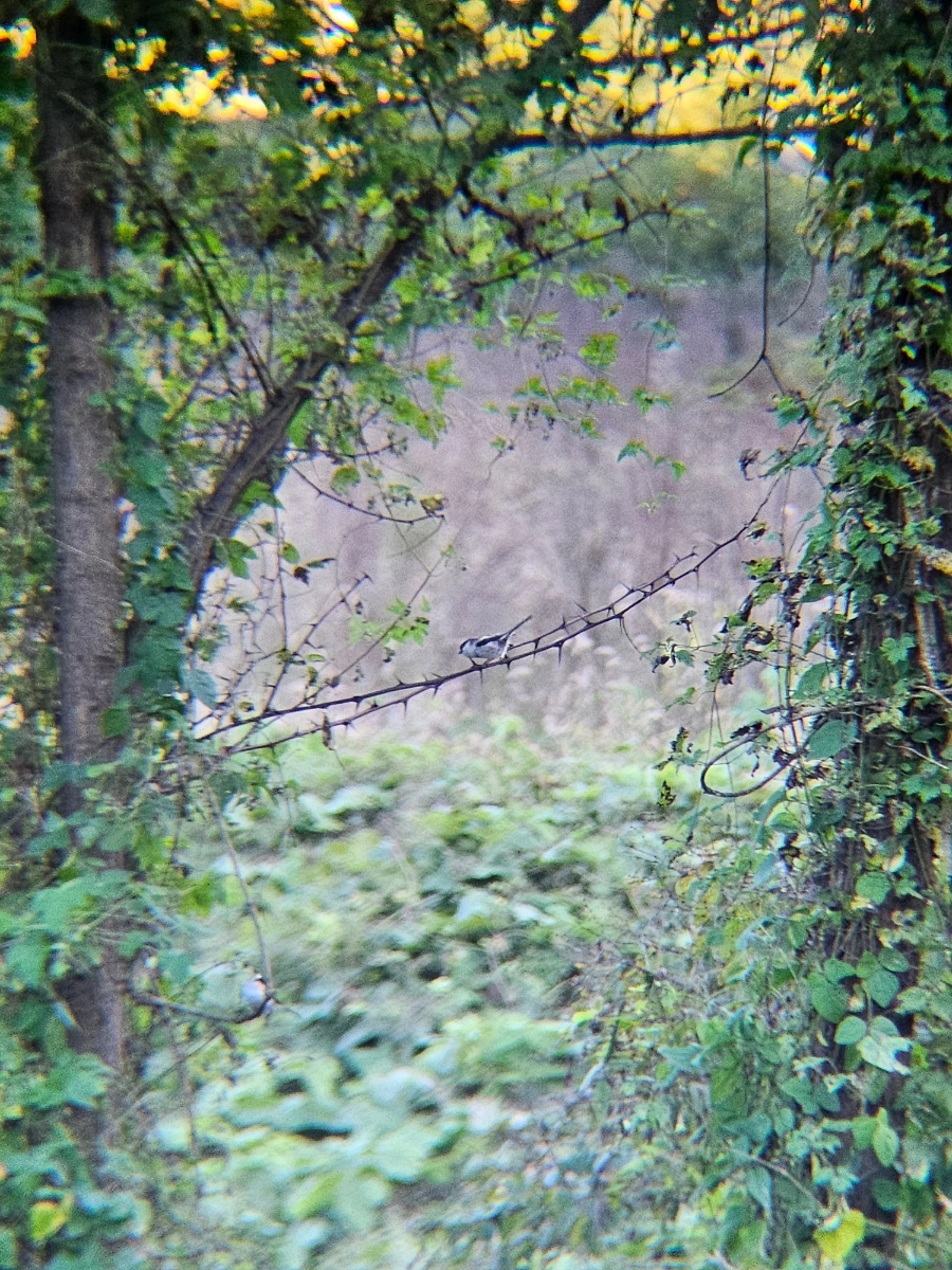 20241024%EF%BC%BF160854.jpg?type=w966