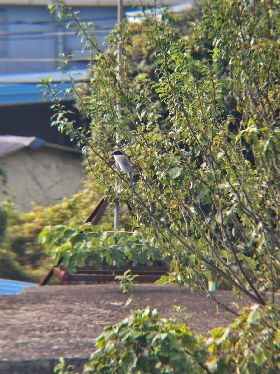 20241026%EF%BC%BF100830.jpg?type=w966