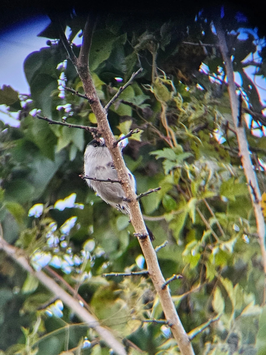 20241024%EF%BC%BF163028%EF%BC%880%EF%BC%89.jpg?type=w966