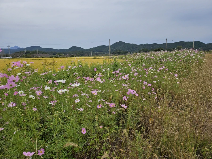 20241006%EF%BC%BF123332.jpg?type=w966