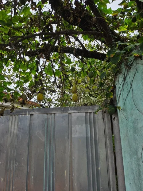 20241007%EF%BC%BF134425.jpg?type=w466