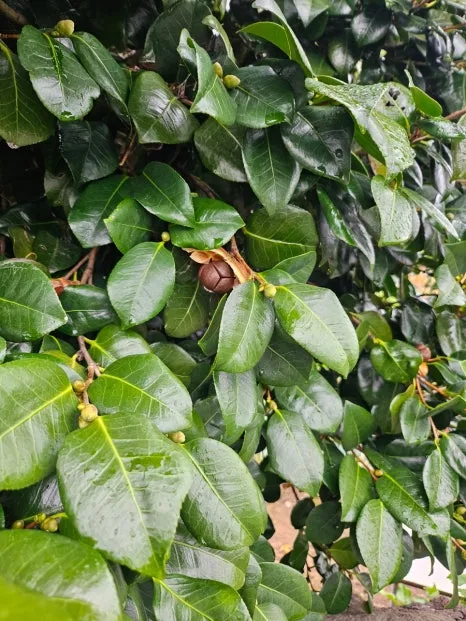 20241003%EF%BC%BF150056.jpg?type=w466