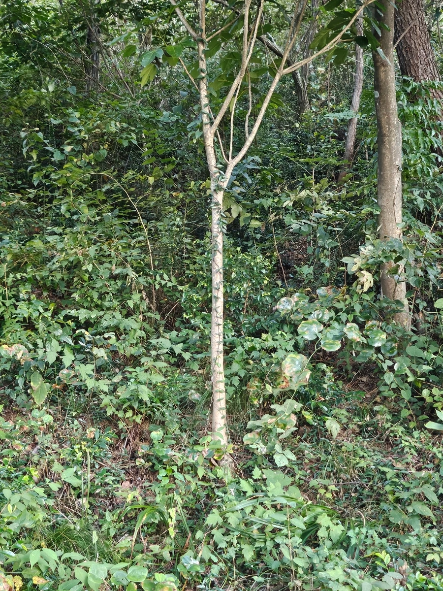 20241005%EF%BC%BF160310.jpg?type=w966