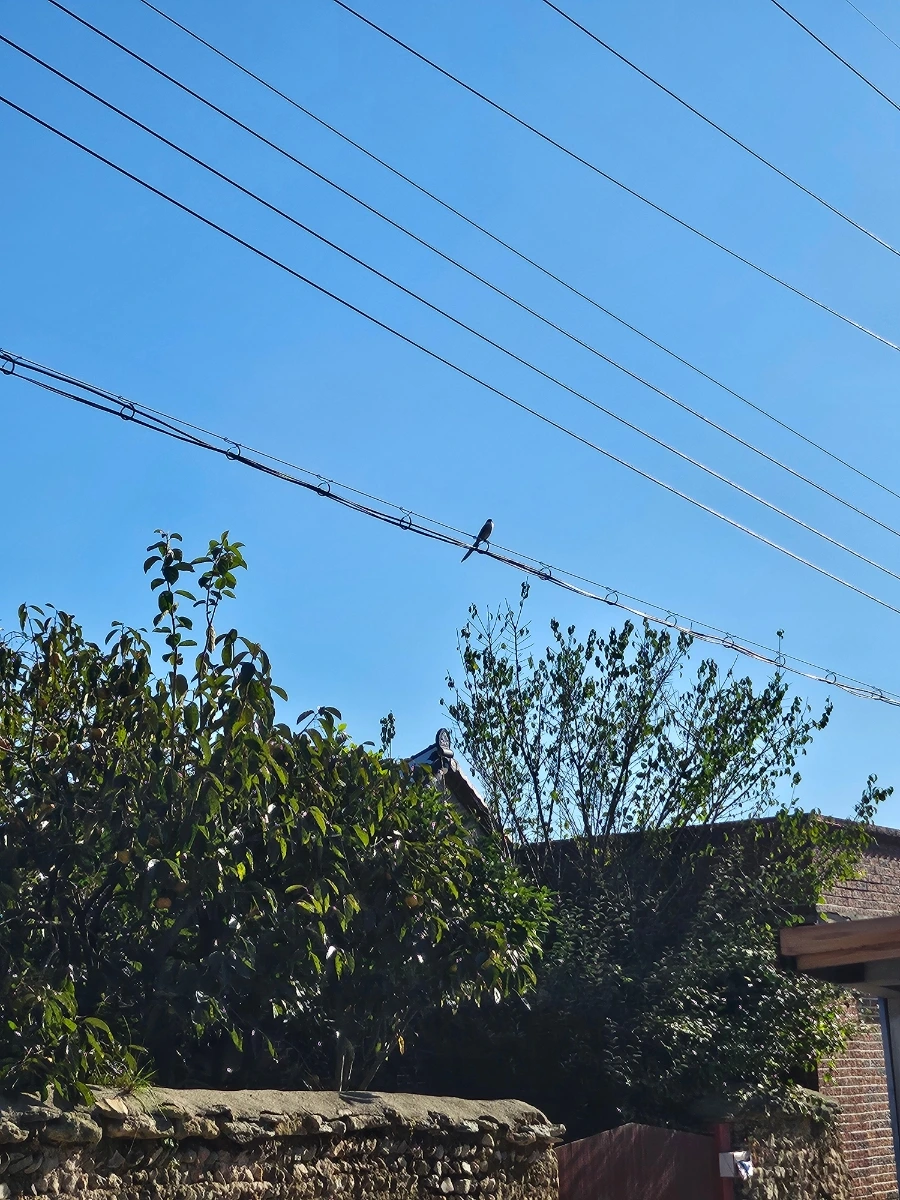 20241024%EF%BC%BF152238.jpg?type=w966