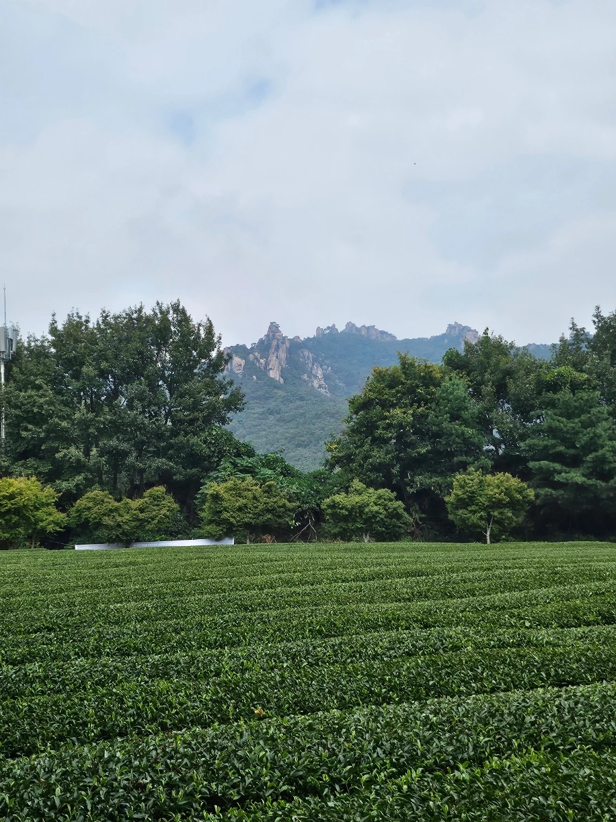 20241008%EF%BC%BF122017.jpg?type=w966