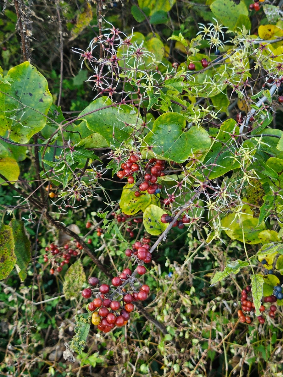 20241024%EF%BC%BF170457.jpg?type=w966