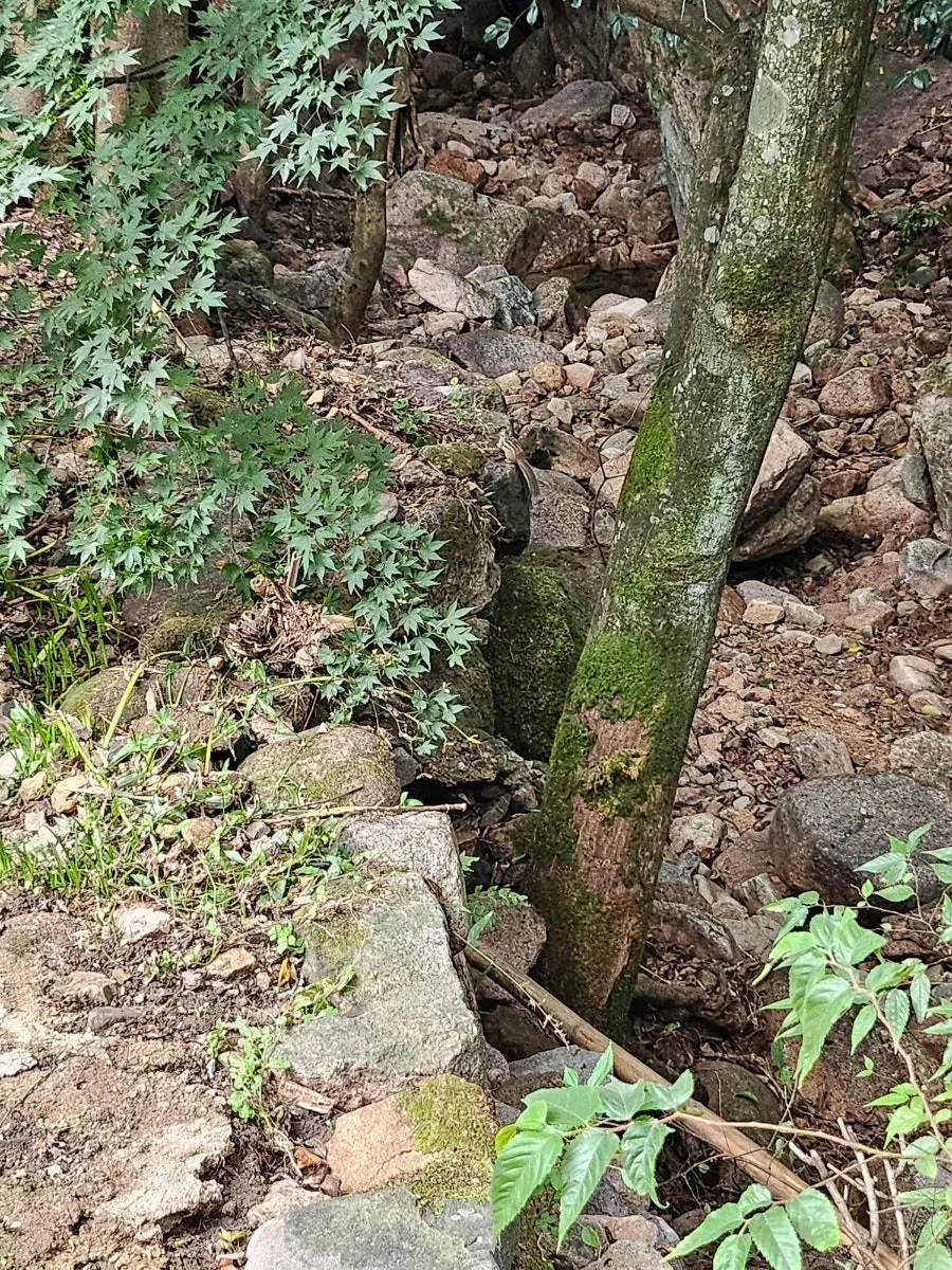 20241008%EF%BC%BF123911.jpg?type=w966